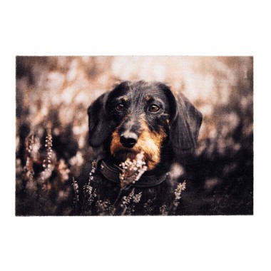 Felpudo de interior, deco print, 100% poliamida, 40 x 60cm, diseño perro