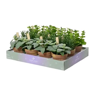 Maceta de tomillo, albahaca y menta, ø15 x 15 x 17 cm, modelos variados