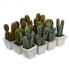 Cactus pvc 14cm modelos surtidos