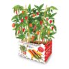 Caja de pimientos picantes